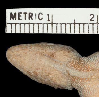 Media type: image; Herpetology R-81136